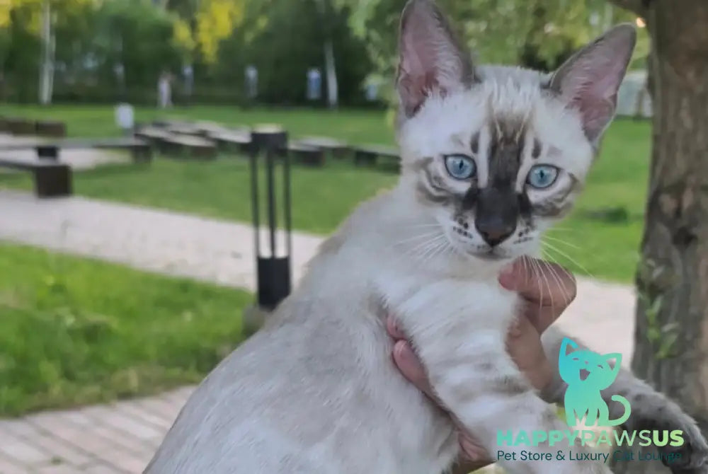 Mist Bengal male black silver spotted tabby pointed - live animals