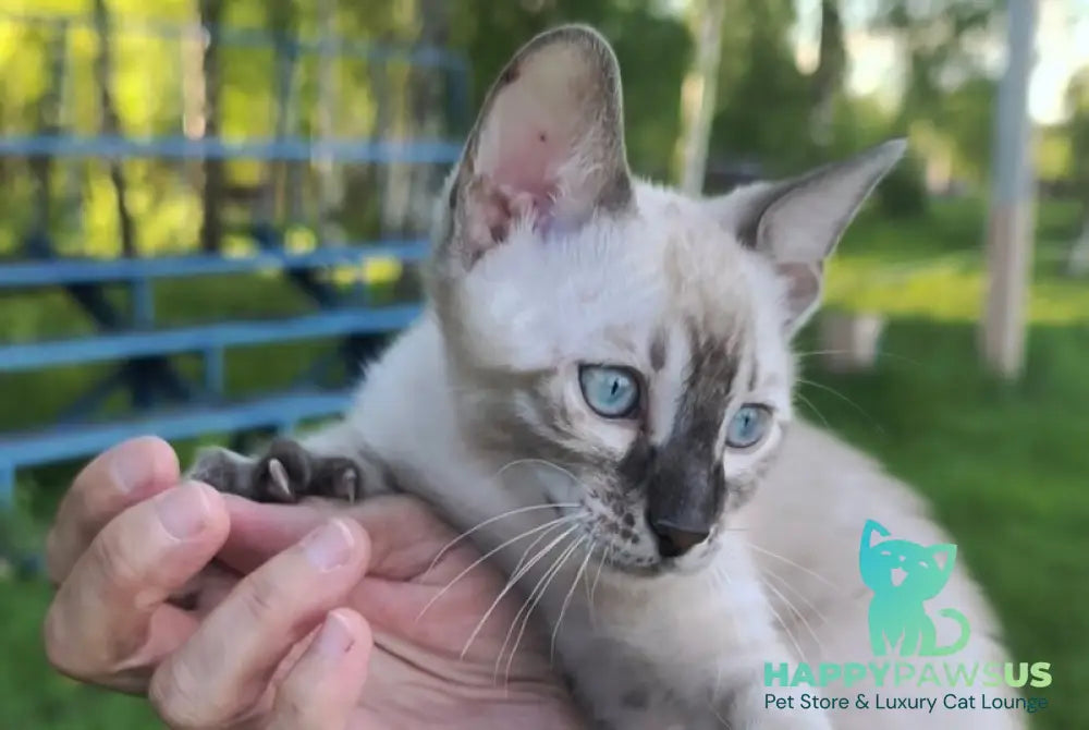 Mist Bengal male black silver spotted tabby pointed - live animals