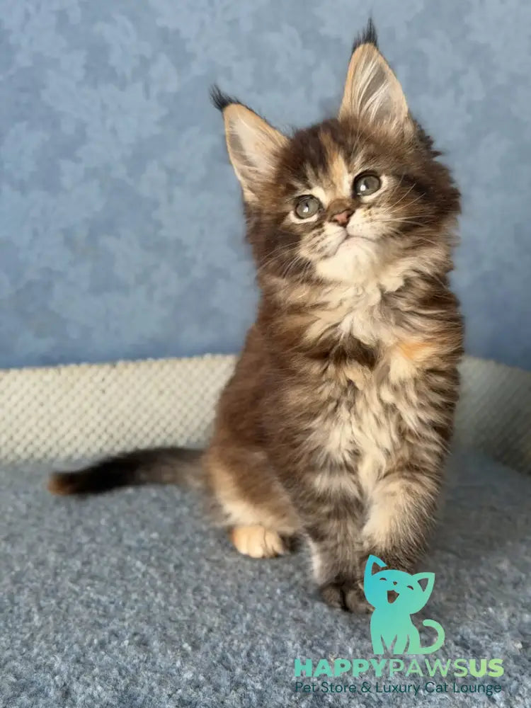 Misty Maine Coon female black tortie ticked tabby live animals