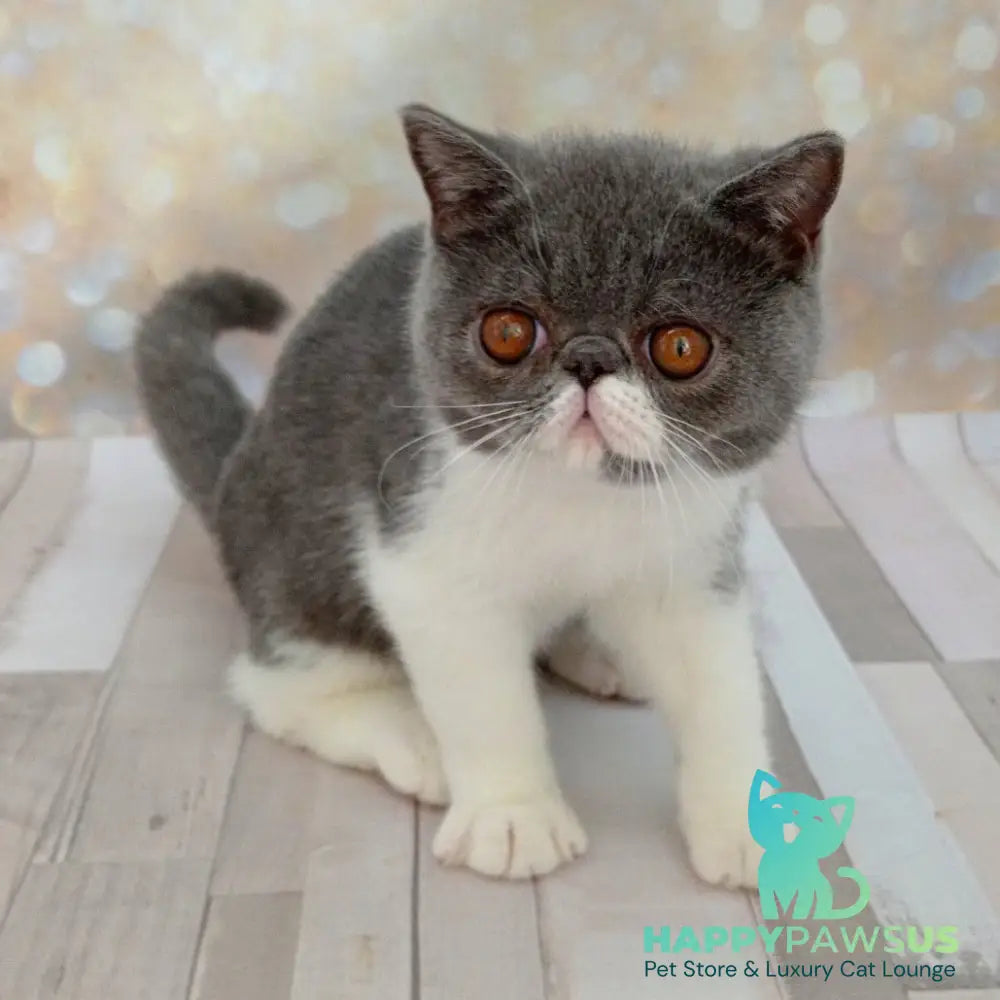 Mitrofan Exotic male blue bicolour - live animals