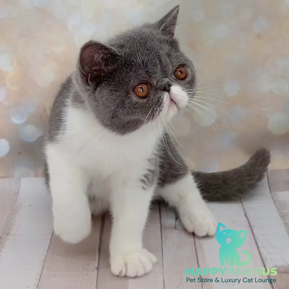 Mitrofan Exotic male blue bicolour - live animals
