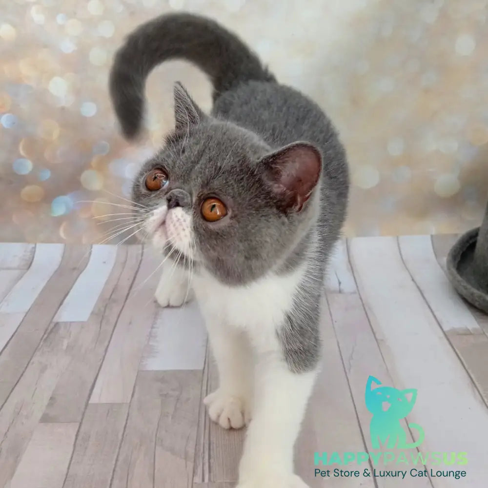 Mitrofan Exotic male blue bicolour - live animals