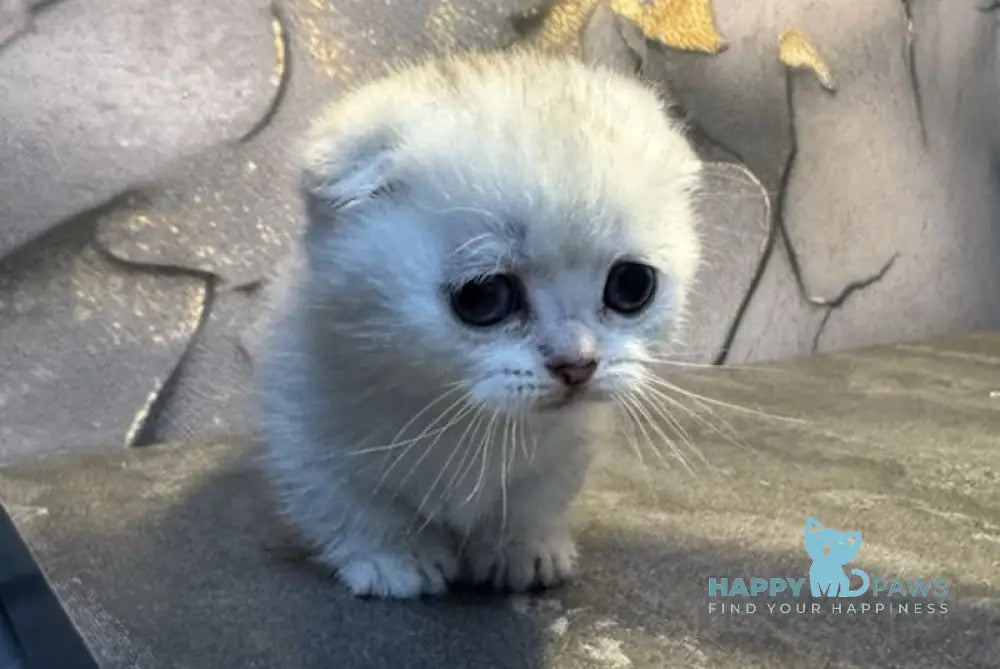 Mochi Munchkin male black silver shaded live animals