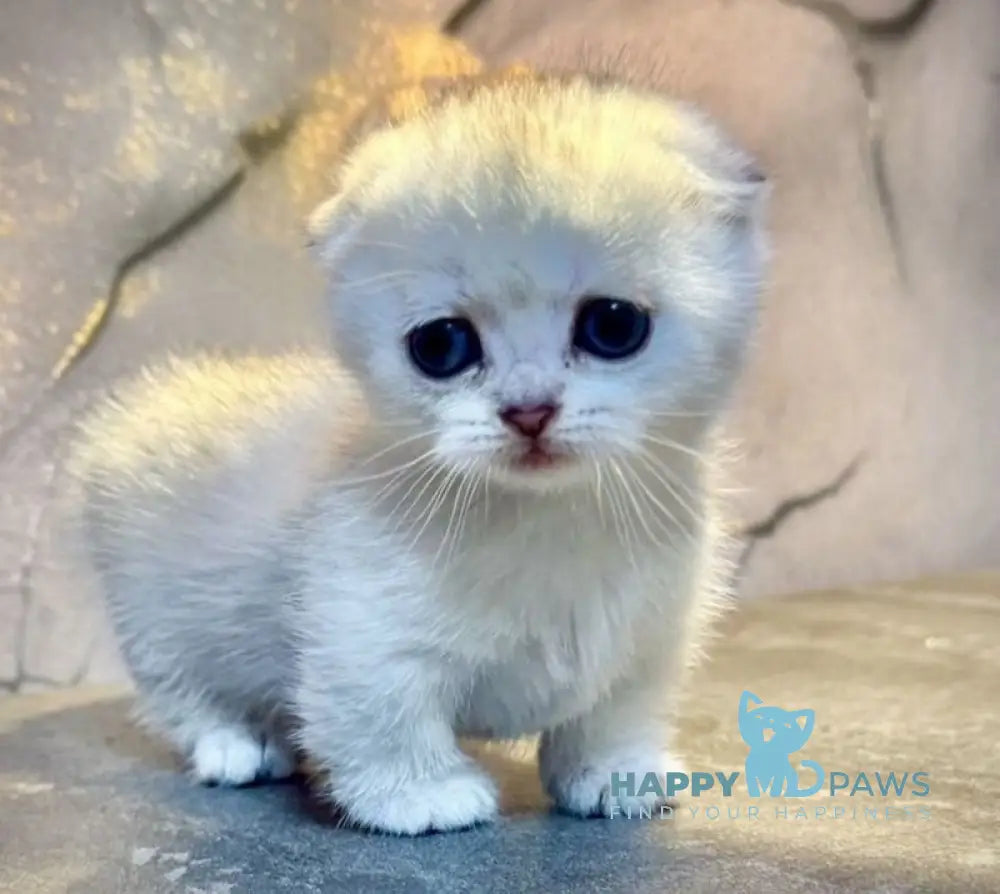 Mochi Munchkin male black silver shaded live animals