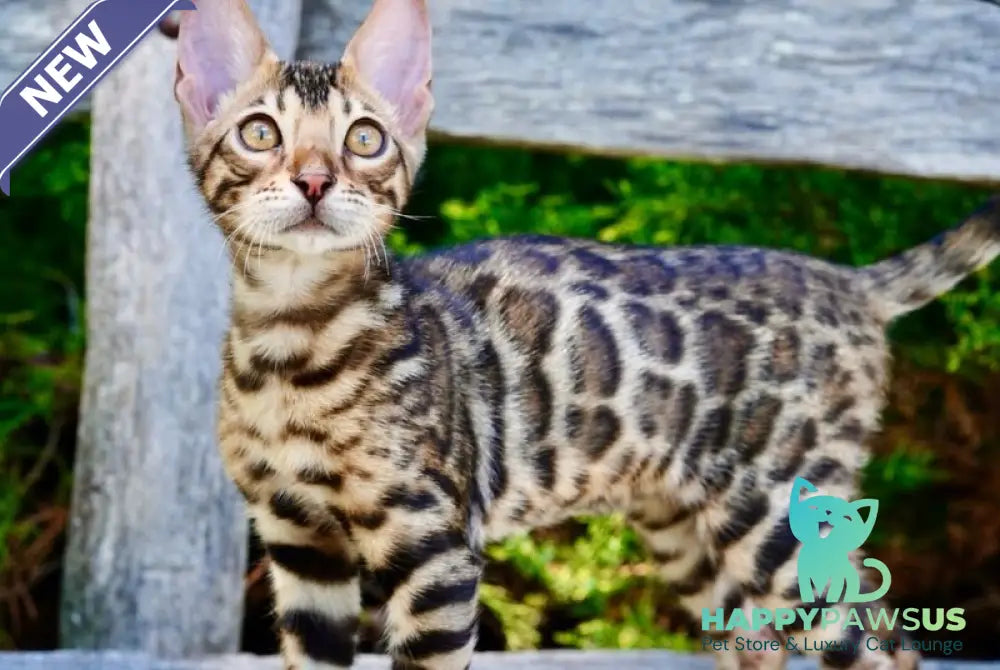Mokko Bengal male black spotted tabby - live animals