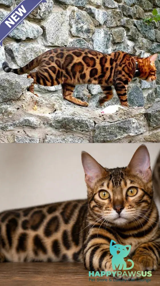 Mokko Bengal male black spotted tabby - live animals