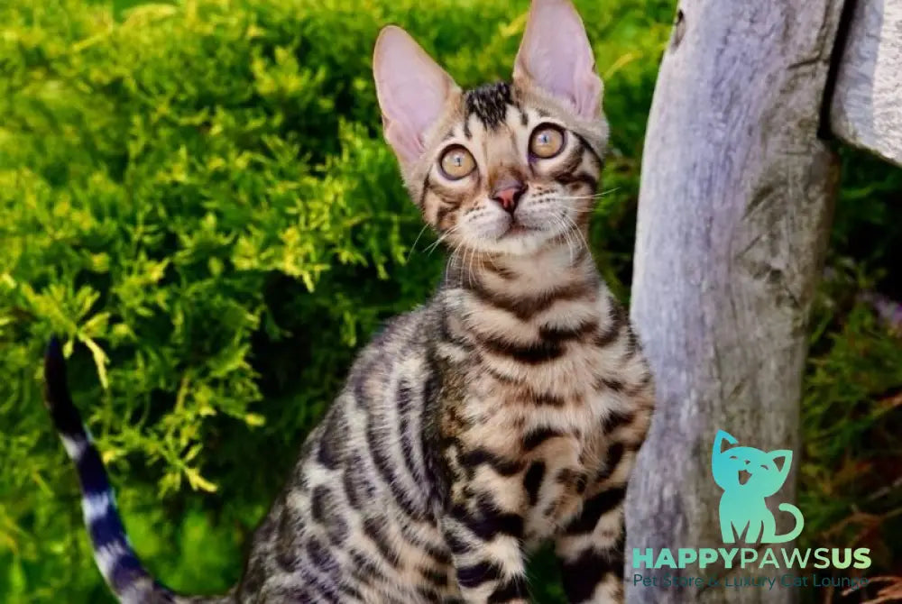 Mokko Bengal male black spotted tabby - live animals