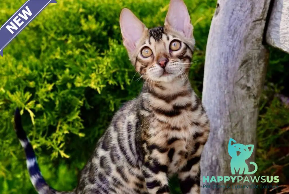 Mokko Bengal male black spotted tabby - live animals