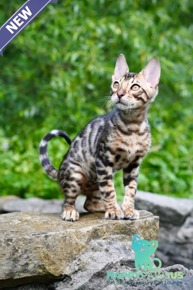 Mokko Bengal male black spotted tabby - live animals