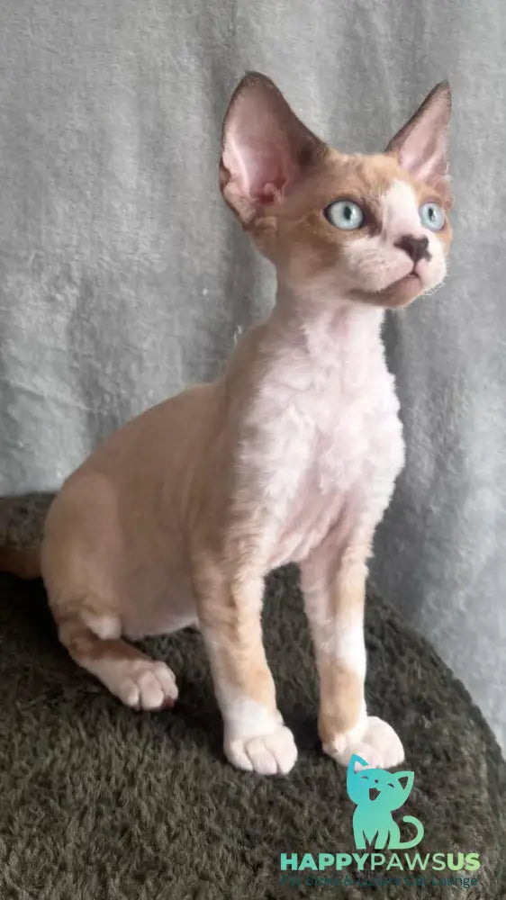 Мokko Devon Rex male black bicolour pointed - live animals