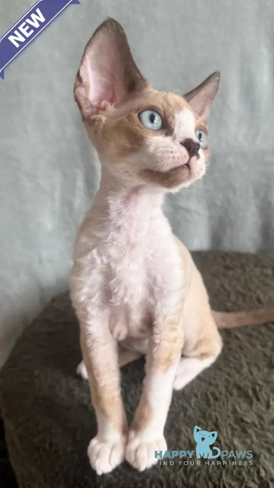 Мokko Devon Rex male black bicolour pointed - live animals
