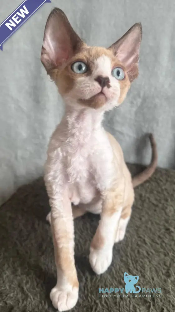 Мokko Devon Rex male black bicolour pointed - live animals