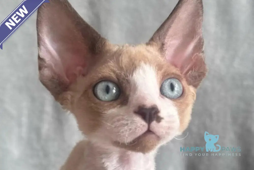Мokko Devon Rex male black bicolour pointed - live animals