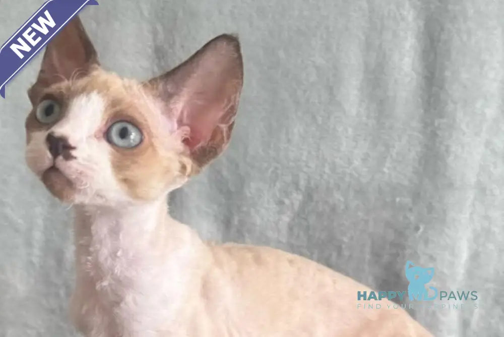 Мokko Devon Rex male black bicolour pointed - live animals