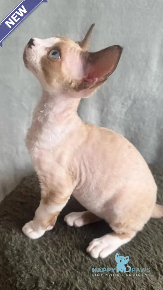 Мokko Devon Rex male black bicolour pointed - live animals