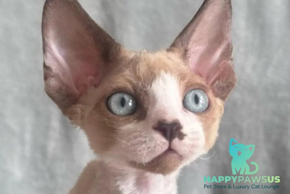 Мokko Devon Rex male black bicolour pointed - live animals