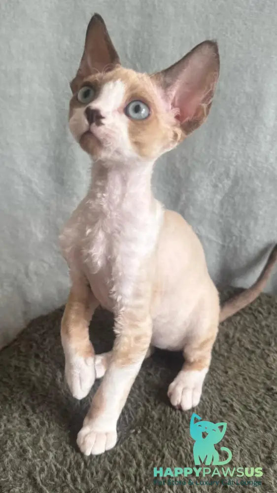 Мokko Devon Rex male black bicolour pointed - live animals