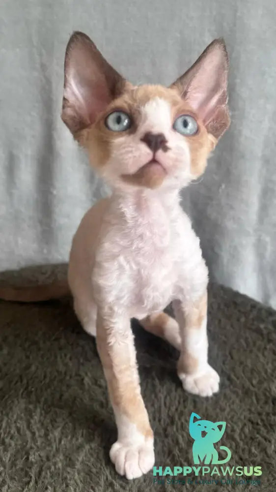 Мokko Devon Rex male black bicolour pointed - live animals