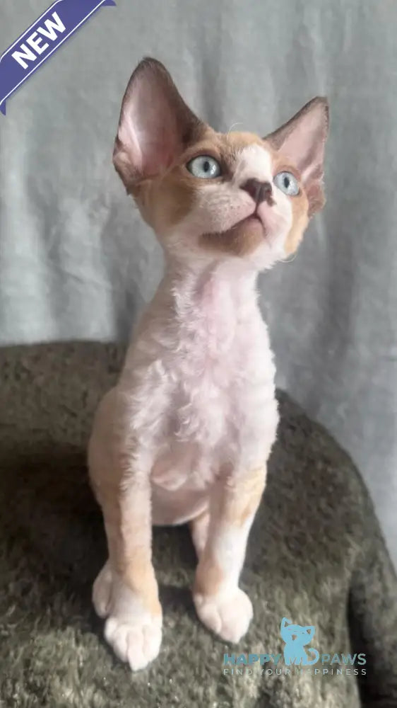 Мokko Devon Rex male black bicolour pointed - live animals