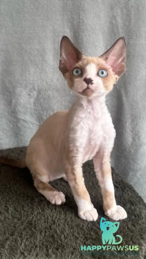 Мokko Devon Rex male black bicolour pointed - live animals