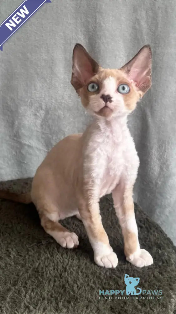 Мokko Devon Rex male black bicolour pointed - live animals