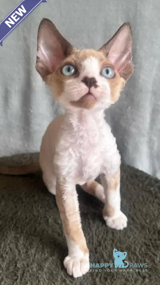 Мokko Devon Rex male black bicolour pointed - live animals