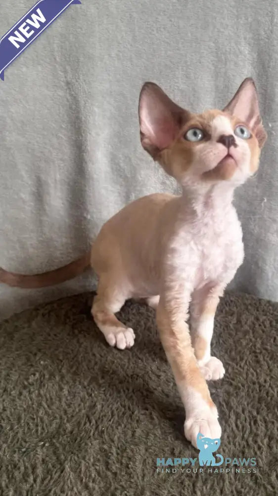 Мokko Devon Rex male black bicolour pointed - live animals
