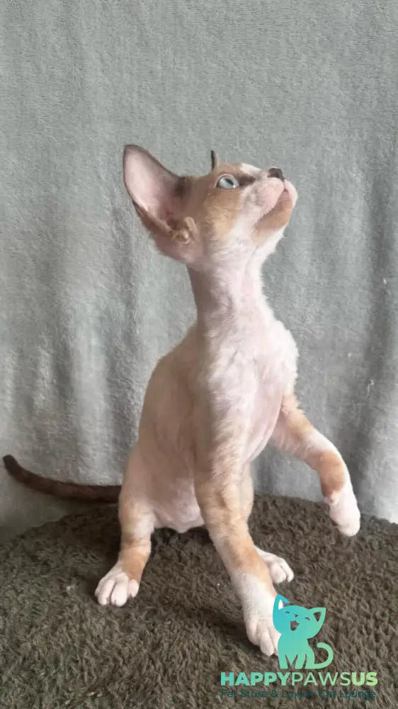 Мokko Devon Rex male black bicolour pointed - live animals