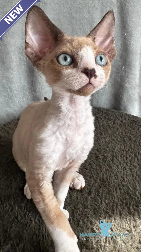 Мokko Devon Rex male black bicolour pointed - live animals