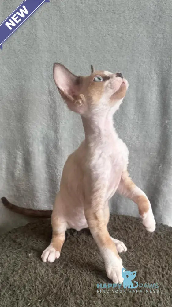 Мokko Devon Rex male black bicolour pointed - live animals