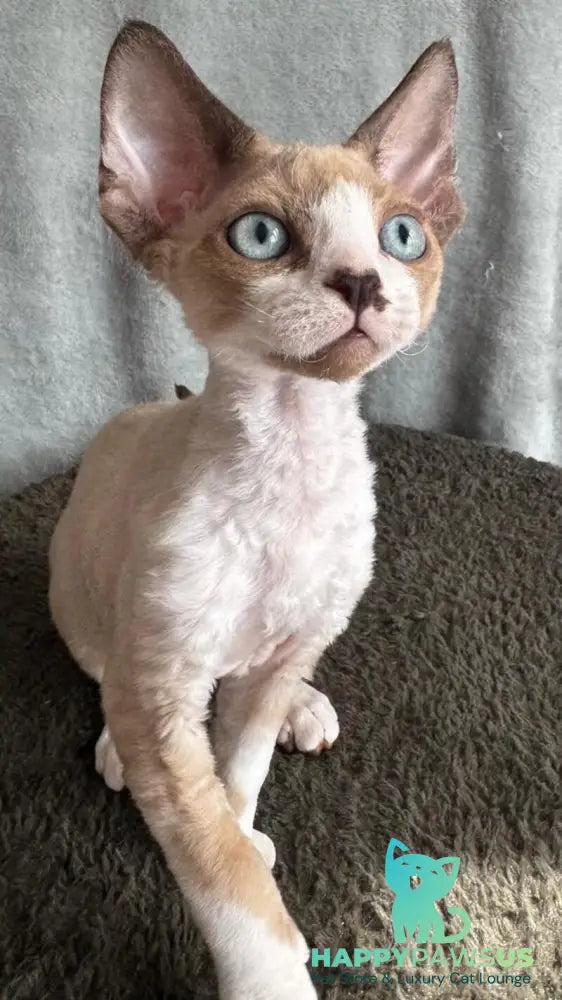 Мokko Devon Rex male black bicolour pointed - live animals
