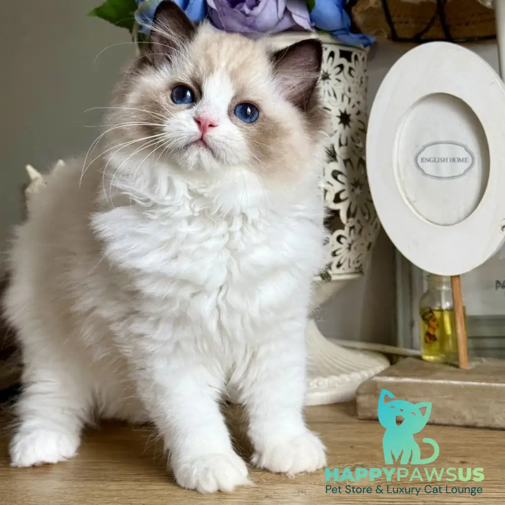 Moksha Ragdoll female black bicolour - live animals