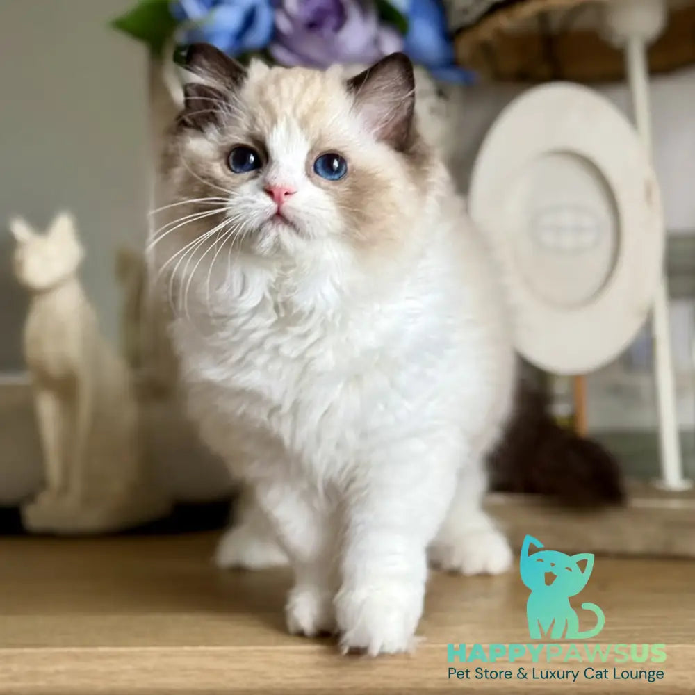 Moksha Ragdoll female black bicolour - live animals