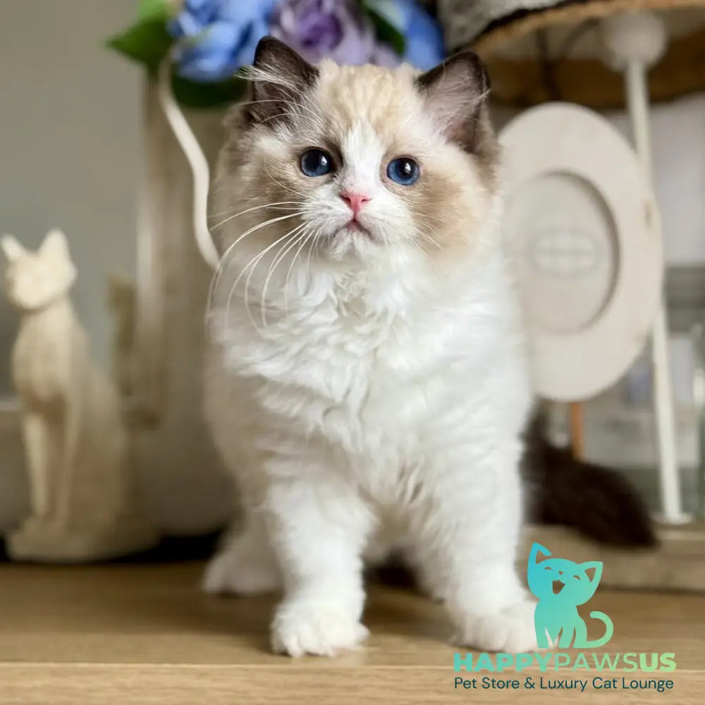 Moksha Ragdoll female black bicolour - live animals