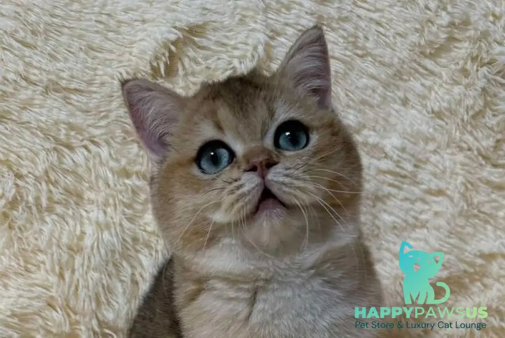 Molli British Shorthair female black golden ticked tabby live animals