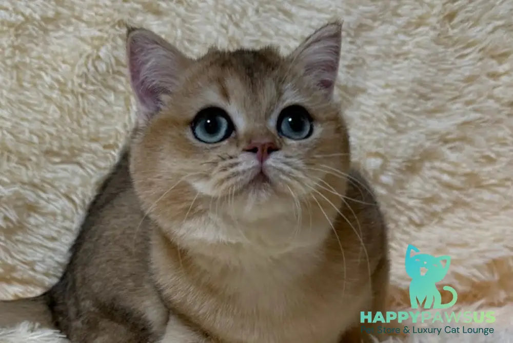 Molli British Shorthair female black golden ticked tabby live animals