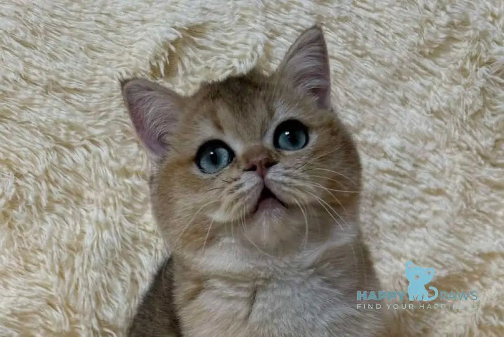 Molli British Shorthair female black golden ticked tabby live animals