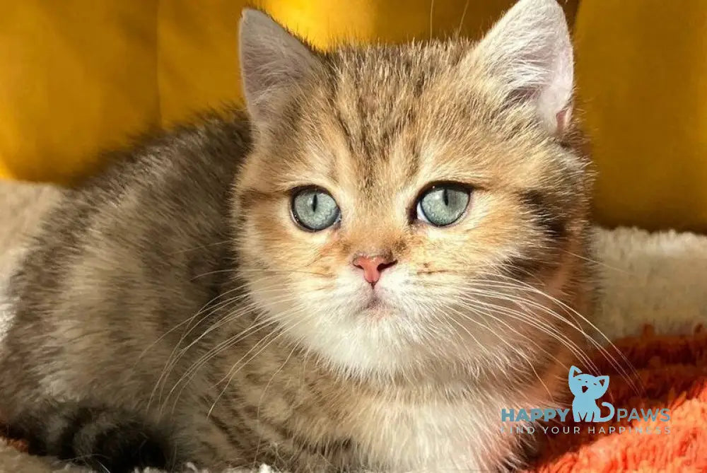 Molli Munchkin female black golden spotted tabby live animals