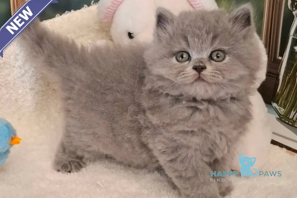 Molly British Longhair female blue live animals
