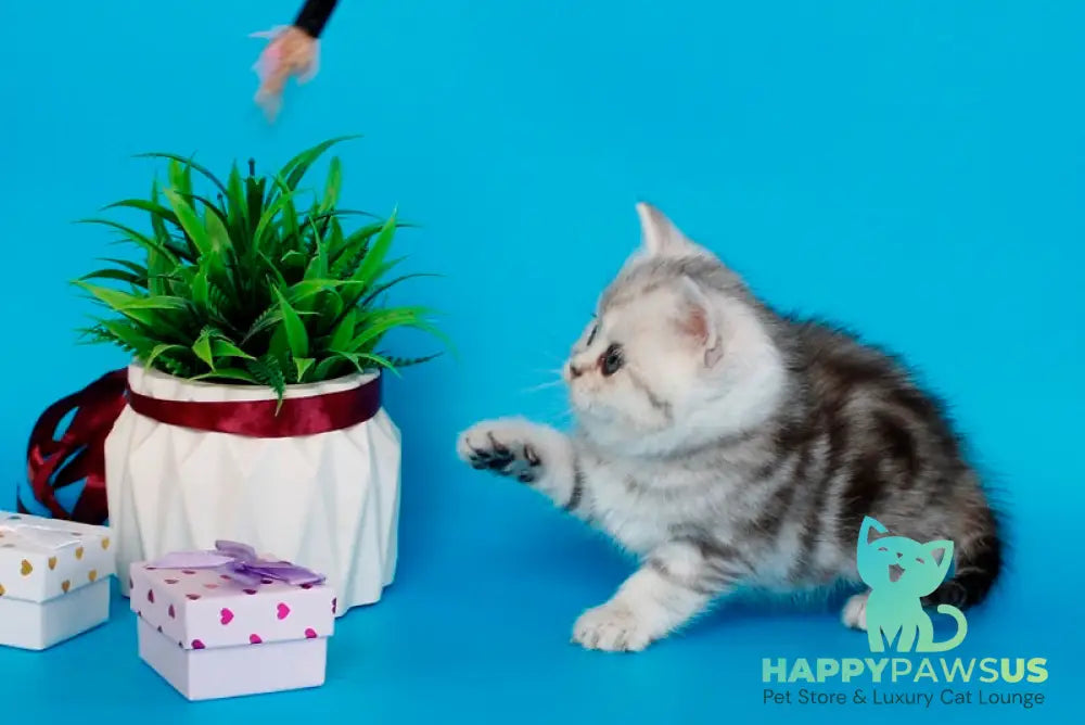 Molly British Shorthair female black silver tabby - live animals