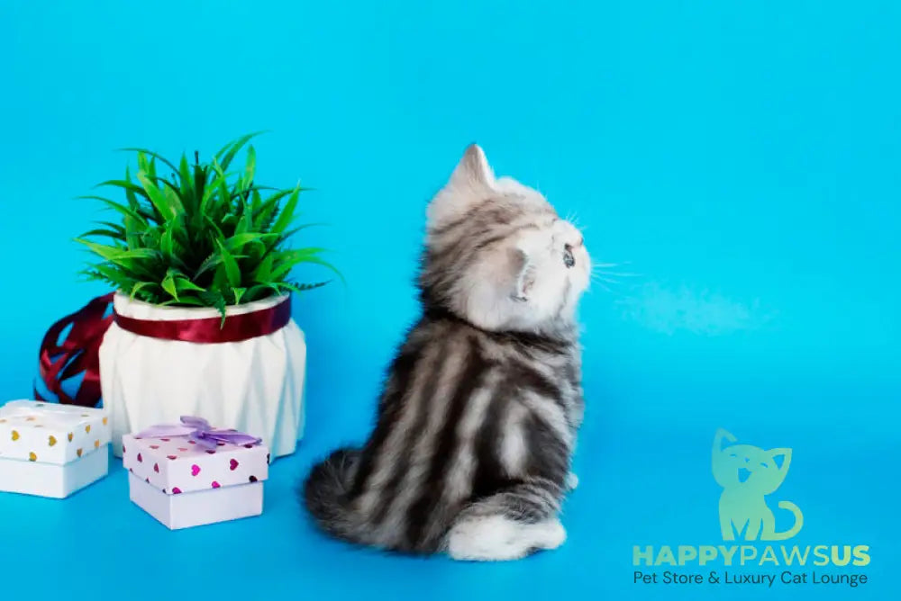 Molly British Shorthair female black silver tabby - live animals