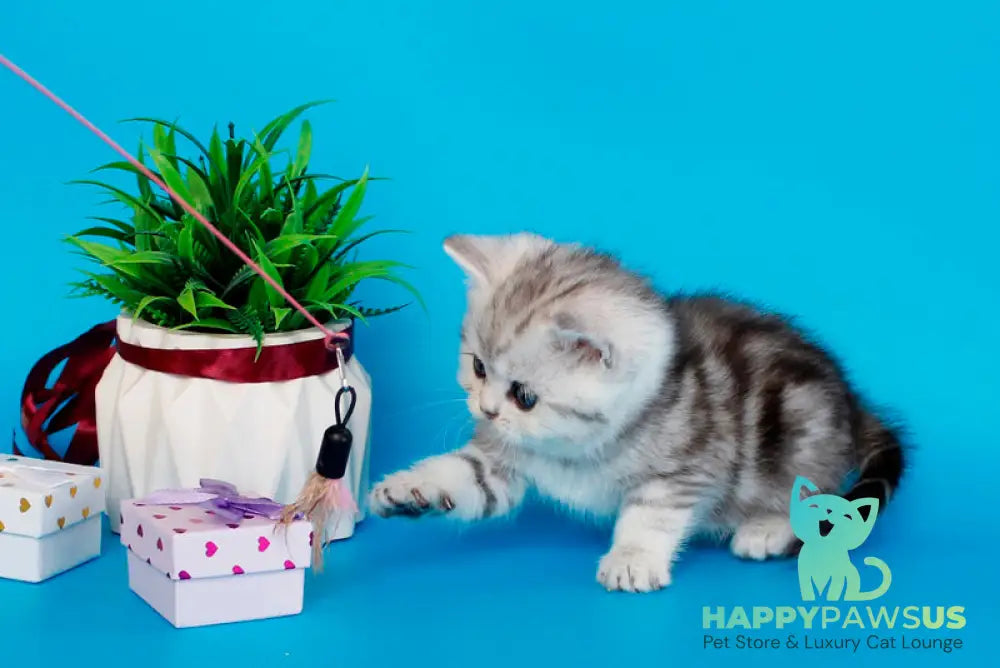 Molly British Shorthair female black silver tabby - live animals