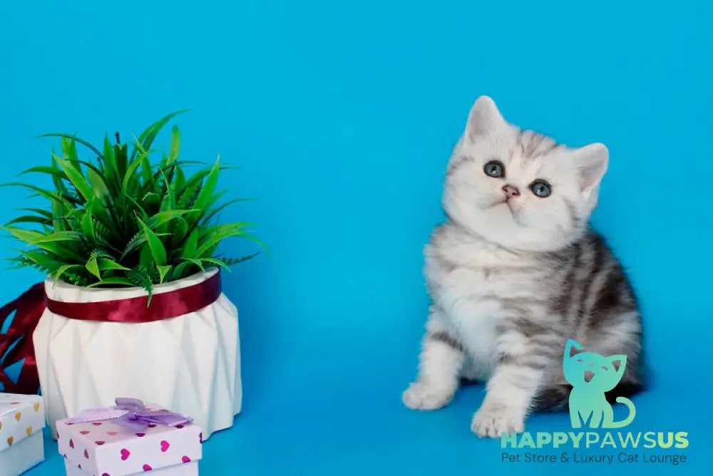 Molly British Shorthair female black silver tabby - live animals
