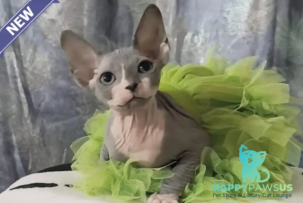 Molly Canadian Sphynx female blue bicolour - live animals