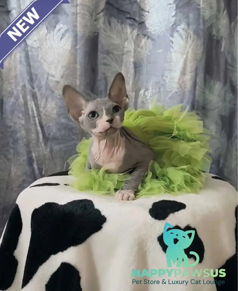 Molly Canadian Sphynx female blue bicolour - live animals