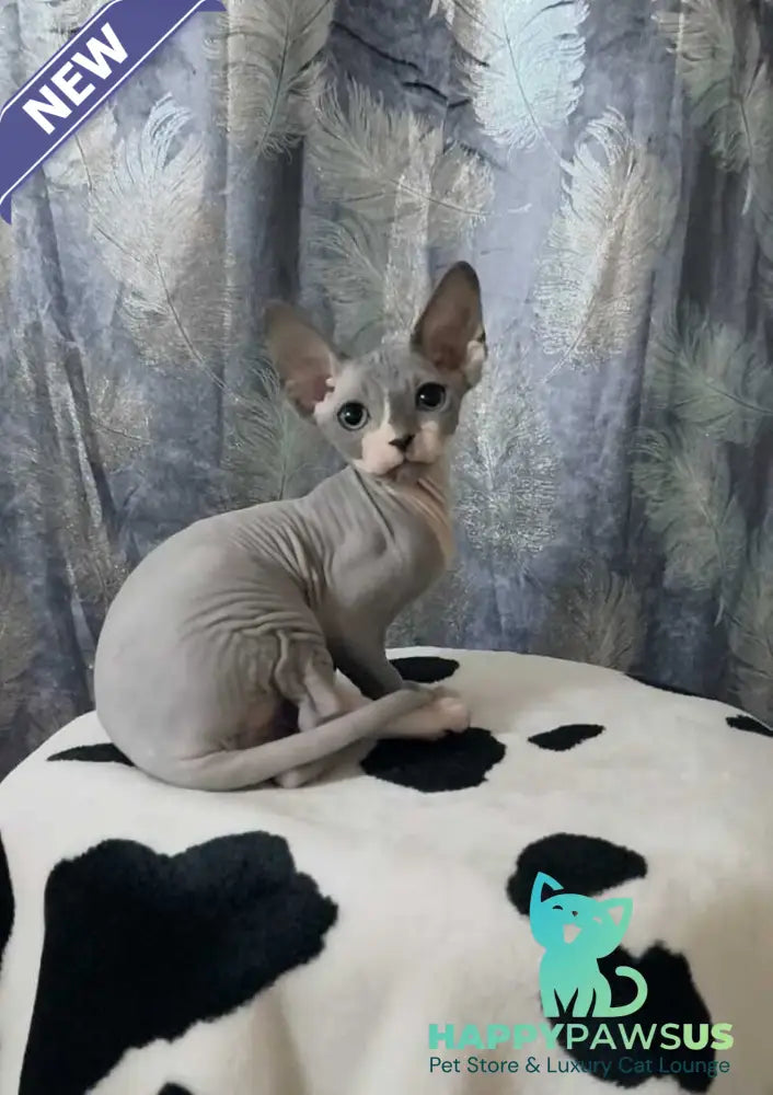 Molly Canadian Sphynx female blue bicolour - live animals