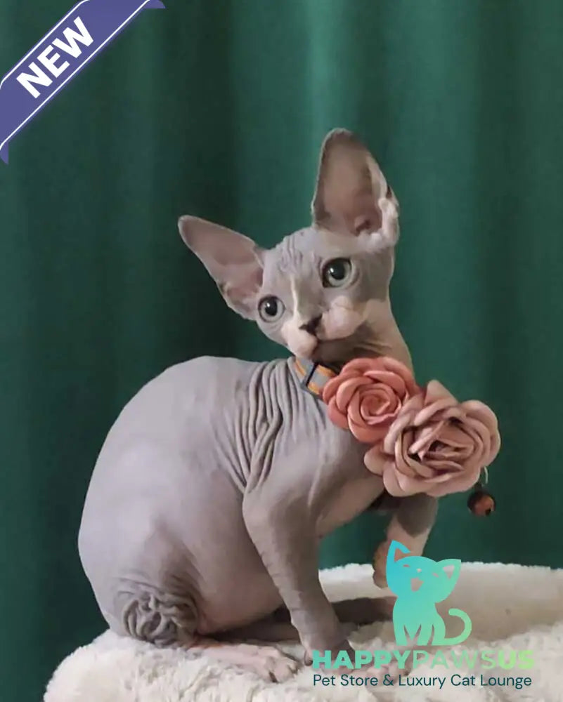 Molly Canadian Sphynx female blue bicolour - live animals