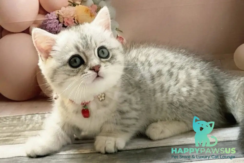 Molly Munchkin female black silver spotted tabby - live animals