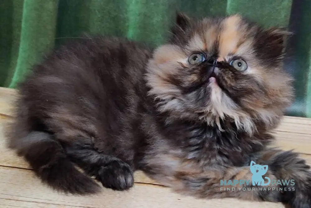 Molly Persian female black tortie - live animals