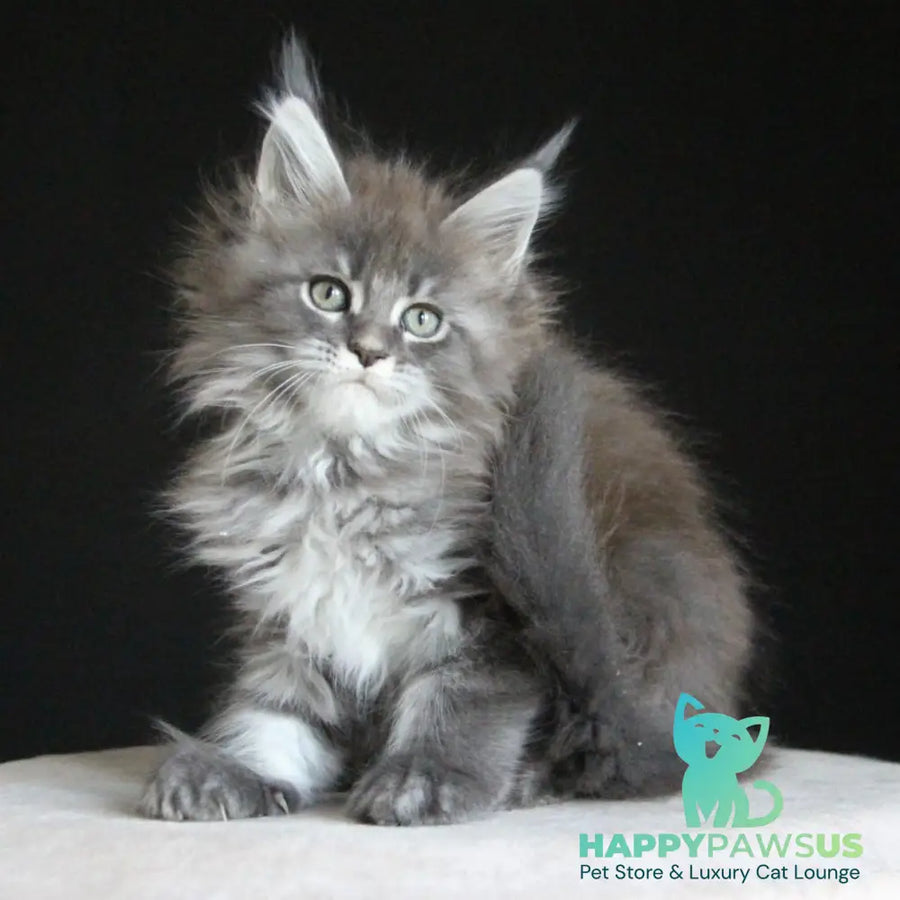 Molnia Maine Coon female blue tabby - live animals